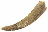 Fossil Pterosaur (Siroccopteryx) Tooth - Morocco #359973-1
